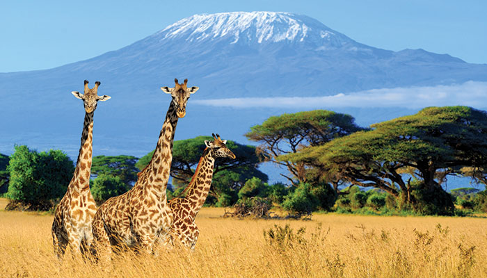 Roar Into Your Next Adventure with Kenya’s Visa-Waiver